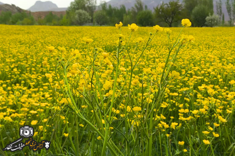 طبیعت زیبای بهاری روستای نهند