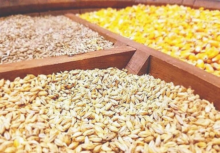 گوشت کالای لوکس نیست؛ 5 مطالبه جدی بسیج دانشجویی تبریز از جهاد کشاورزی