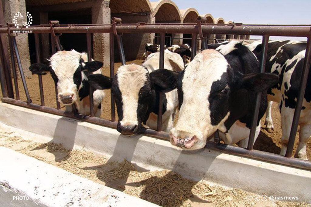 آذربایجان شرقی در جمع چهار استان برتر کشور در پرورش گاومیش