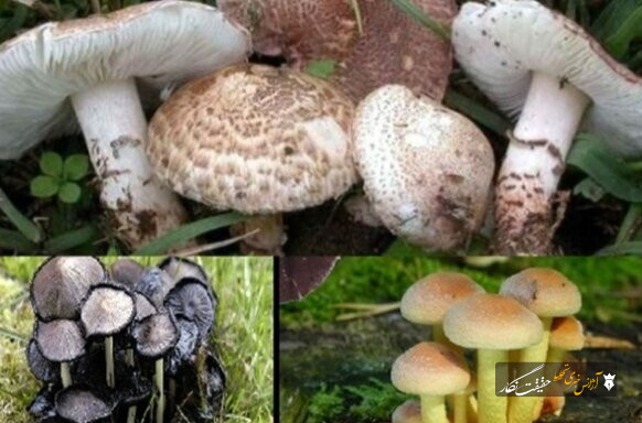 مسمومیت ۱۷ نفر در پی مصرف قارچ وحشی در آذربایجان شرقی طی سال جاری مسمومیت ۱۷ نفر در پی مصرف قارچ وحشی در آذربایجان شرقی طی سال جاری