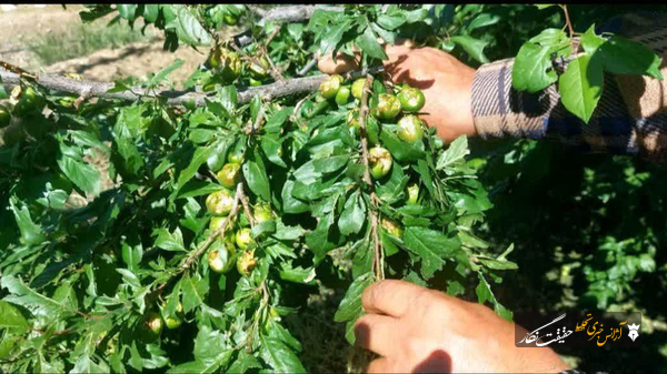 تگرگ، نفس باغهای شبستر را گرفت تگرگ، نفس باغهای شبستر را گرفت