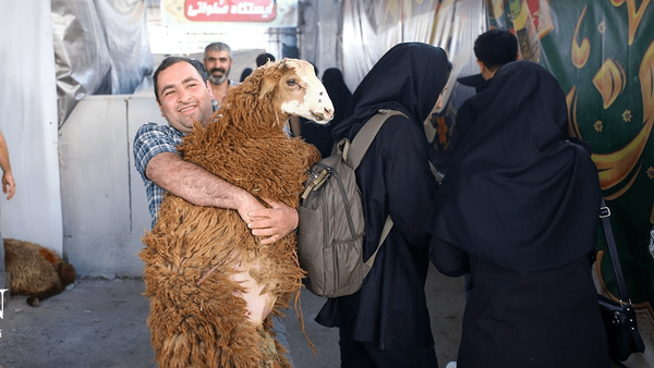 اعلام قیمت دام زنده، یک روز قبل از عید قربان