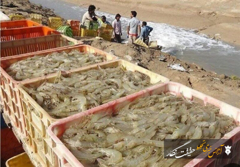 هدف گذاری رشد ۳ تا ۶ برابری تولید میگوی پرورشی در بزرگترین شهرک شیلاتی کشور