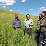 کشت چهار هزار هکتار جو در هشترود