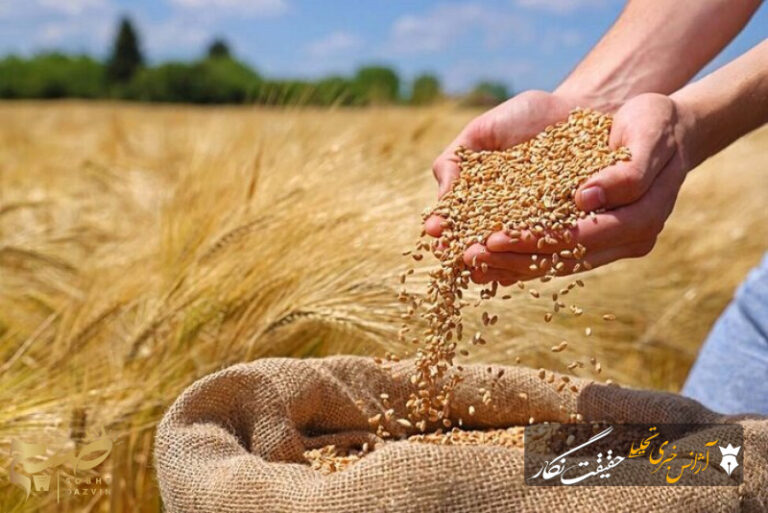 پیش‌بینی خرید تضمینی ۱۵ هزار تن گندم مازاد بر نیاز کشاورزان در شهرستان مرند