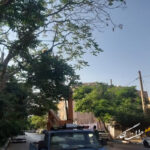 تداوم اجرای سمپاشی بهاره درختان در معابر و بوستانهای شهرداری منطقه ۸