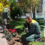 کاشت ۶۰۰ بوته گل رز و درختچه پاپیتال در محوطه عمارت تاریخی ساعت