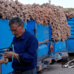 سیرکاران؛ قربانی بازار آشفته