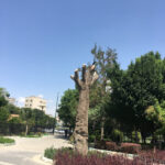 شناسایی گنجینههای زنده باغ گلستان؛ گامی نوین در توسعه فضای سبز سازگار با اقلیم تبریز شناسایی گنجینههای زنده باغ گلستان؛ گامی نوین در توسعه فضای سبز سازگار با اقلیم تبریز