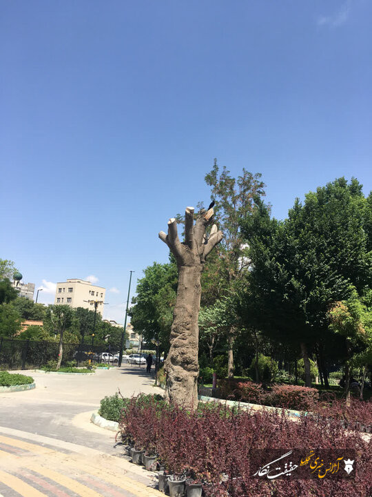 شناسایی گنجینههای زنده باغ گلستان؛ گامی نوین در توسعه فضای سبز سازگار با اقلیم تبریز شناسایی گنجینههای زنده باغ گلستان؛ گامی نوین در توسعه فضای سبز سازگار با اقلیم تبریز