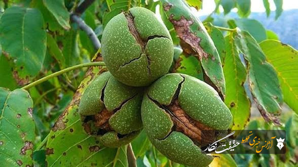 هرس اصولی گردو موجب افزایش کیفیت محصول و کاهش خسارت آفات می‌شود