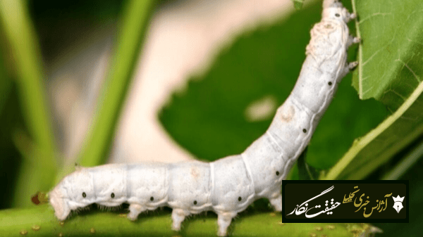 جهش ۵۰ درصدی پیلههای ابریشمی در آذربایجانشرقی جهش ۵۰ درصدی پیلههای ابریشمی در آذربایجانشرقی