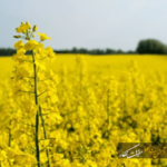خبر خوش برای کلزاکاران؛ بیش از ۵۰ درصد مطالبات پرداخت شد خبر خوش برای کلزاکاران؛ بیش از ۵۰ درصد مطالبات پرداخت شد