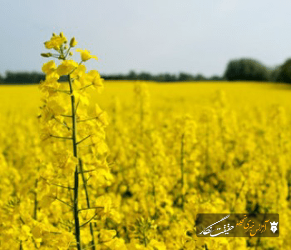 خبر خوش برای کلزاکاران؛ بیش از ۵۰ درصد مطالبات پرداخت شد