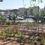 کاشت بیش از ۱۳۰۰ درخت و درختچه در میدان شهید بهشتی