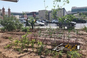کاشت بیش از ۱۳۰۰ درخت و درختچه در میدان شهید بهشتی کاشت بیش از ۱۳۰۰ درخت و درختچه در میدان شهید بهشتی