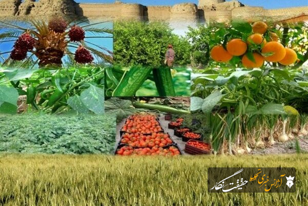 چرا محصولات کشاورزی در ایران گران تولید میشوند؟/وعده کاهش هزینه ها در برابر چالشها چرا محصولات کشاورزی در ایران گران تولید میشوند؟/وعده کاهش هزینه ها در برابر چالشها