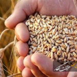 معاون سازمان جهاد کشاورزی آذربایجان شرقی: مطالبات گندمکاران صددرصد نقدی پرداخت میشود معاون سازمان جهاد کشاورزی آذربایجان شرقی: مطالبات گندمکاران صددرصد نقدی پرداخت میشود