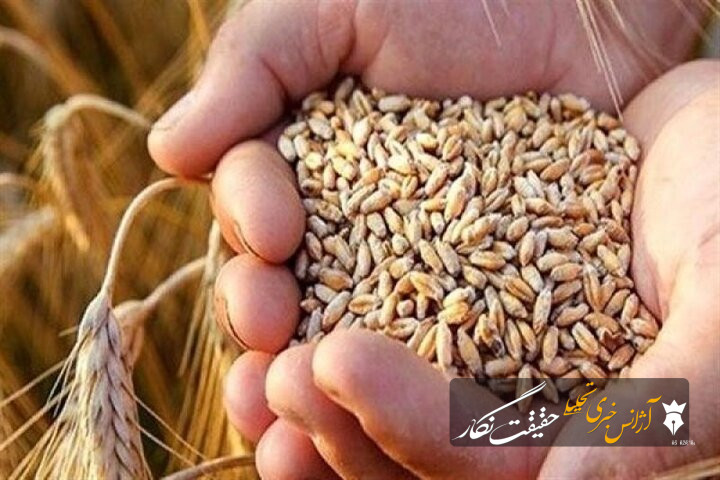 معاون سازمان جهاد کشاورزی آذربایجان شرقی: مطالبات گندمکاران صددرصد نقدی پرداخت میشود معاون سازمان جهاد کشاورزی آذربایجان شرقی: مطالبات گندمکاران صددرصد نقدی پرداخت میشود