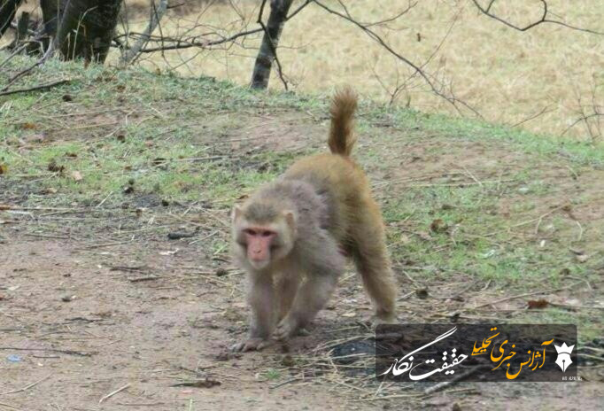 زنده‌گیری ۲ میمون از محل نگهداری غیرمجاز در بستان‌آباد