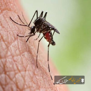 مالاریا در آذربایجان شرقی کنترل شده، اما خطر ورود موارد جدید وجود دارد