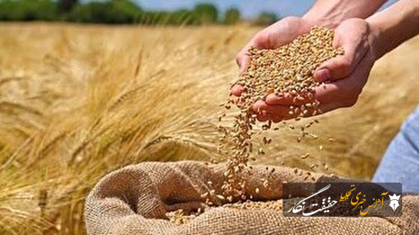 پرداخت مطالبات گندمکاران بر اساس نوبت تحویل انجام میشود پرداخت مطالبات گندمکاران بر اساس نوبت تحویل انجام میشود