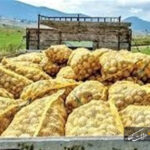 صادرات سیب‌زمینی تا پایان سال ممنوع شد