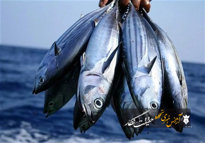 تولید 11.5 هزار تن آبزی در آذربایجان شرقی