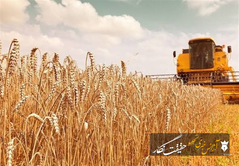 خرید تضمینی گندم در آذربایجان‌شرقی از مرز 207 هزار تن گذشت