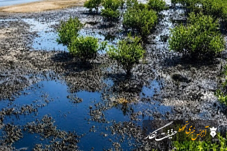 لکه‌های نفتی در قشم؛ خطری فراتر از آلودگی ساحل