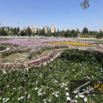 شکوفائی چشمنواز باغ گل مجموعه تاریخی و تفریحی ائل گلی