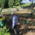 کاشت و واکاری ۱۸ هزار گلدان رز هفت‌رنگ و نسترن در رزکاری‌های سه‌راهی فرودگاه