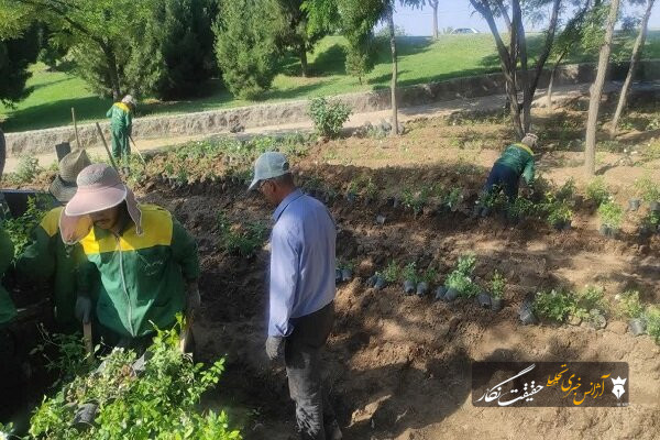 کاشت و واکاری ۱۸ هزار گلدان رز هفت‌رنگ و نسترن در رزکاری‌های سه‌راهی فرودگاه