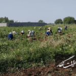 برداشت ۱۸ هزار تن سیر؛ آذرشهر جایگاه نخست تولید در آذربایجان‌شرقی را حفظ کرد